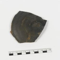 fibule